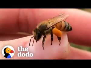 This woman loves to hang out with the rescued bees that live in her backyard | the dodo heroes