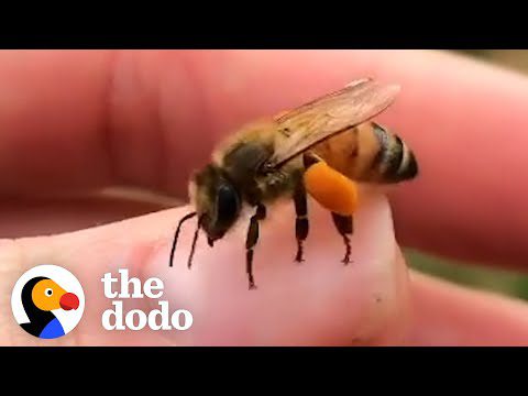 This Woman Loves To Hang Out With The Rescued Bees That Live In Her Backyard | The Dodo Heroes