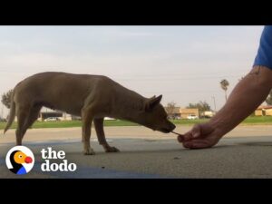 Dog who lived in parking lot for years wags her body nonstop now | the dodo faith = restored