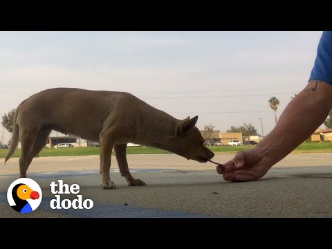 Dog Who Lived In Parking Lot For Years Wags Her Body Nonstop Now | The Dodo Faith = Restored