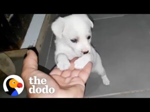 Puppy left outside supermarket is so happy someone came along | the dodo