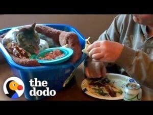 Cat goes absolutely everywhere with his dad | the dodo soulmates