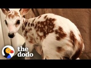 White fawn has the cutest reaction to being released in the wild | the dodo little but fierce