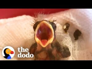 Tiny featherless finch grows up so quickly with help from a friend | the dodo little but fierce