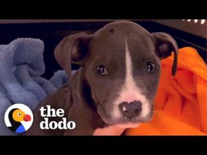 Puppy abandoned in a basket chases her rottweiler sister now
