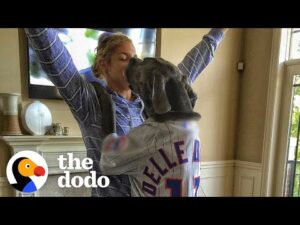 130-pound great dane helped his pro basketball player mom get engaged