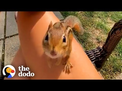 Chipmunk Gets So Jealous When His Favorite Girl Talks To Other Chipmunks