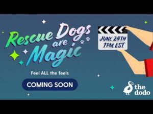 Proof that rescue dogs are 100% magic
