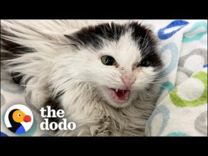 Giving a hissing feral kitten a bath and this happens