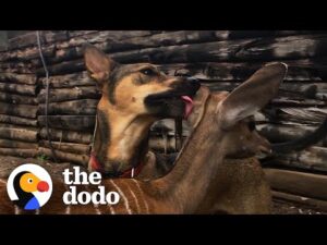 Rescue dog covers baby antelope with kisses | the dodo odd couples