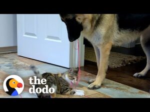 German shepherd carries cat toy around the house for the new kitten to play with | the dodo