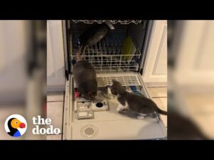Baby armadillo jumps into her mom's showers | the dodo little but fierce