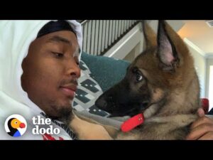 Nba player's german shepherd is the biggest daddy's girl