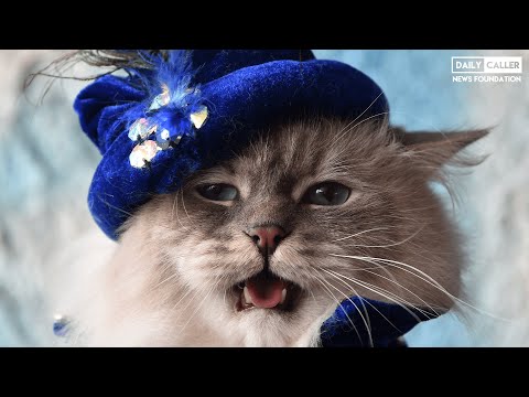 'Where Is The Cat!?': Softball Questions Thrown At Jen Psaki