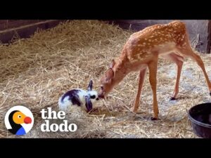 This baby deer only takes naps with her baby bunny