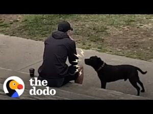 Rescue pittie screams at strangers to share their food | the dodo pittie nation