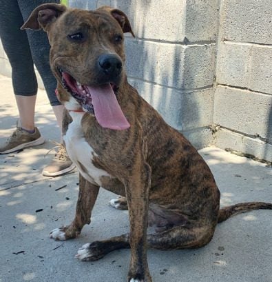 Puppy Found Tied to A Fence and abandoned on city street in Newark