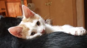 Good samaritan saves baby kitten