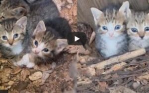 Bloomfield stray kittens find a home after being found in tree