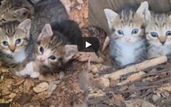 Bloomfield stray kittens find a home after being found in tree