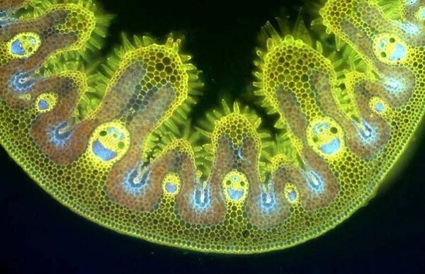 If you look at a blade of grass under a microscope you will see smiley faces