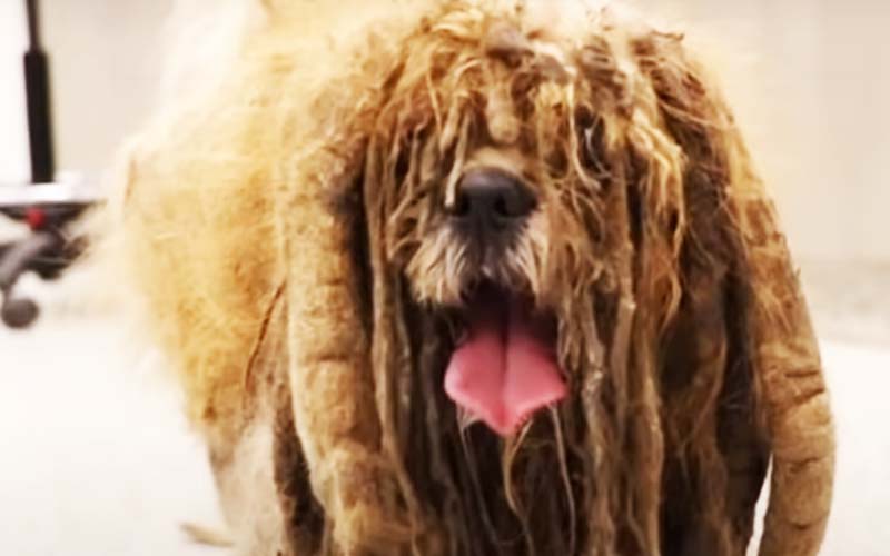 Stray Shih Tzu has nearly seven pounds of matted hair removed, here's what he looks like now