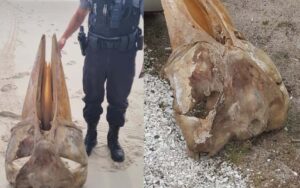 Huge mystery skull washed ashore at Island Beach State Park