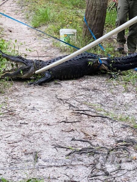 Florida bicyclist attacked by alligator - photo licensed by shore news network.