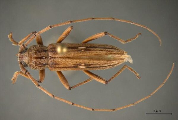 CBP Agriculture Specialists in Pharr Intercept Rare Pest for First Time in America