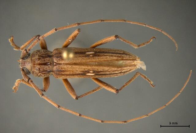 CBP Agriculture Specialists in Pharr Intercept Rare Pest for First Time in America