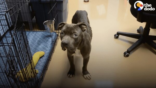 Dumped puppy is too scared to leave the box he was found in