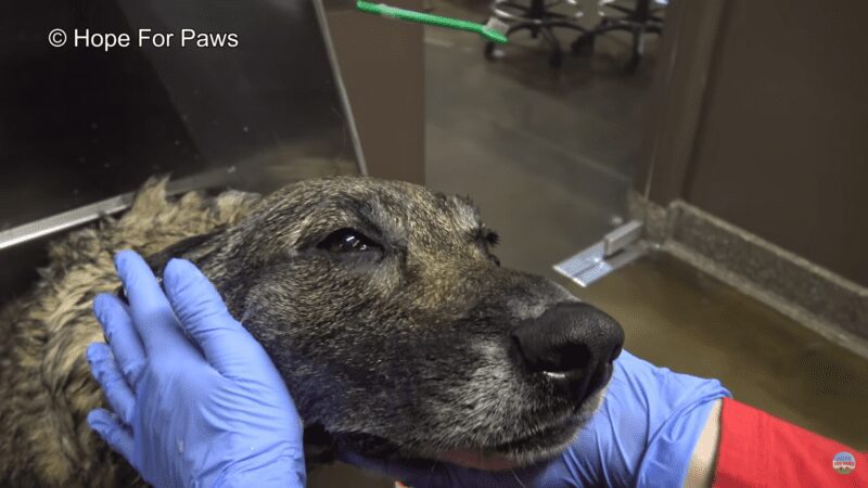 Sad Homeless German Shepard gets a second chance