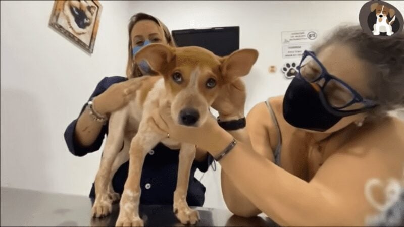 Puppy Intentionally Hit by a car and unable to move has miracle recovery