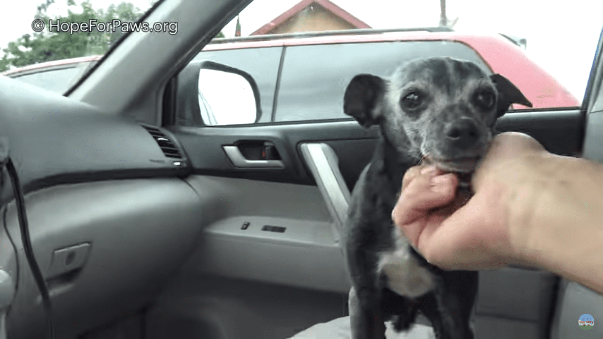 Chihuahua found Dodging traffic gets a miracle, and so does her friend