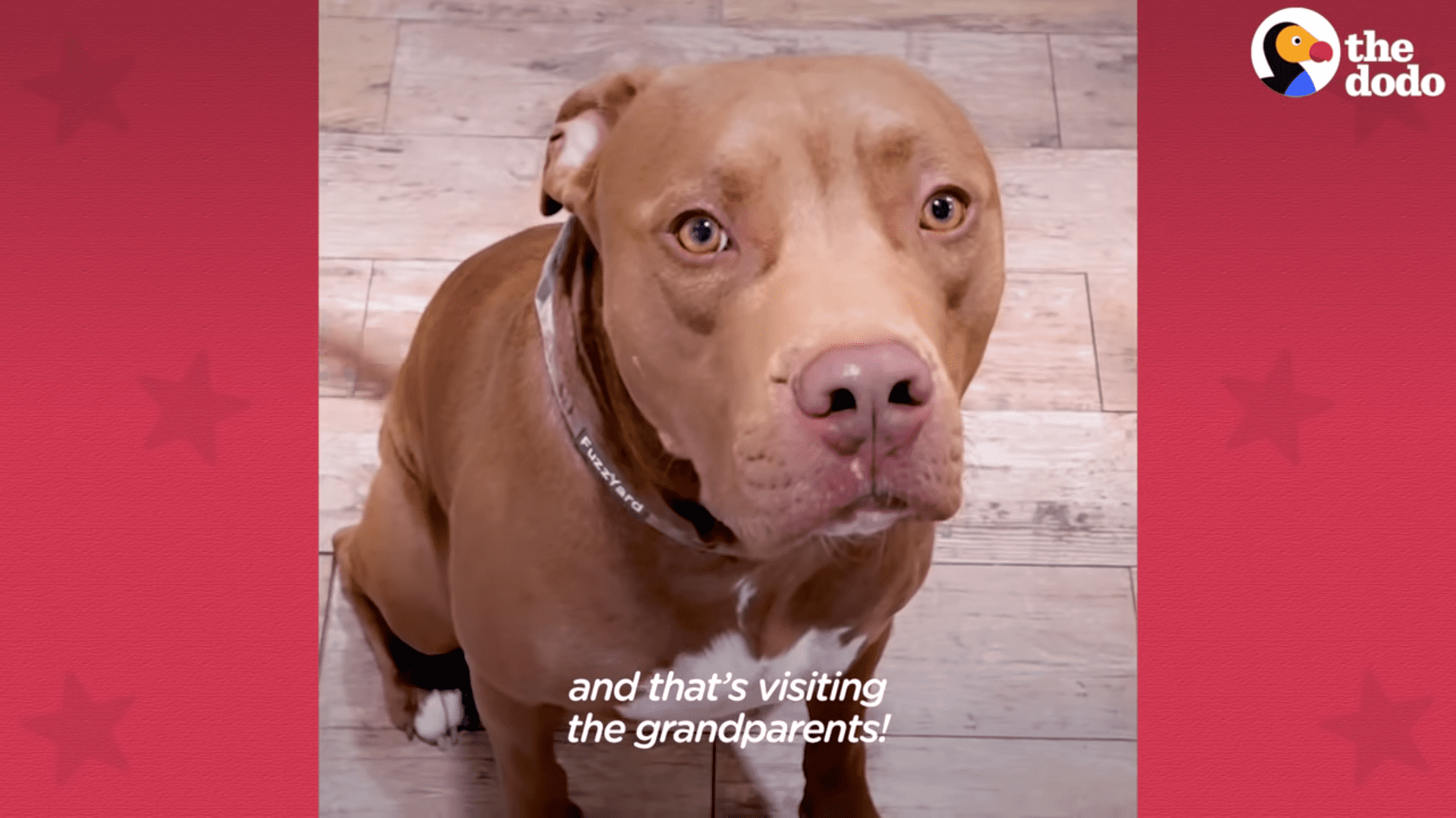Dog obsesses over going to grandparents house