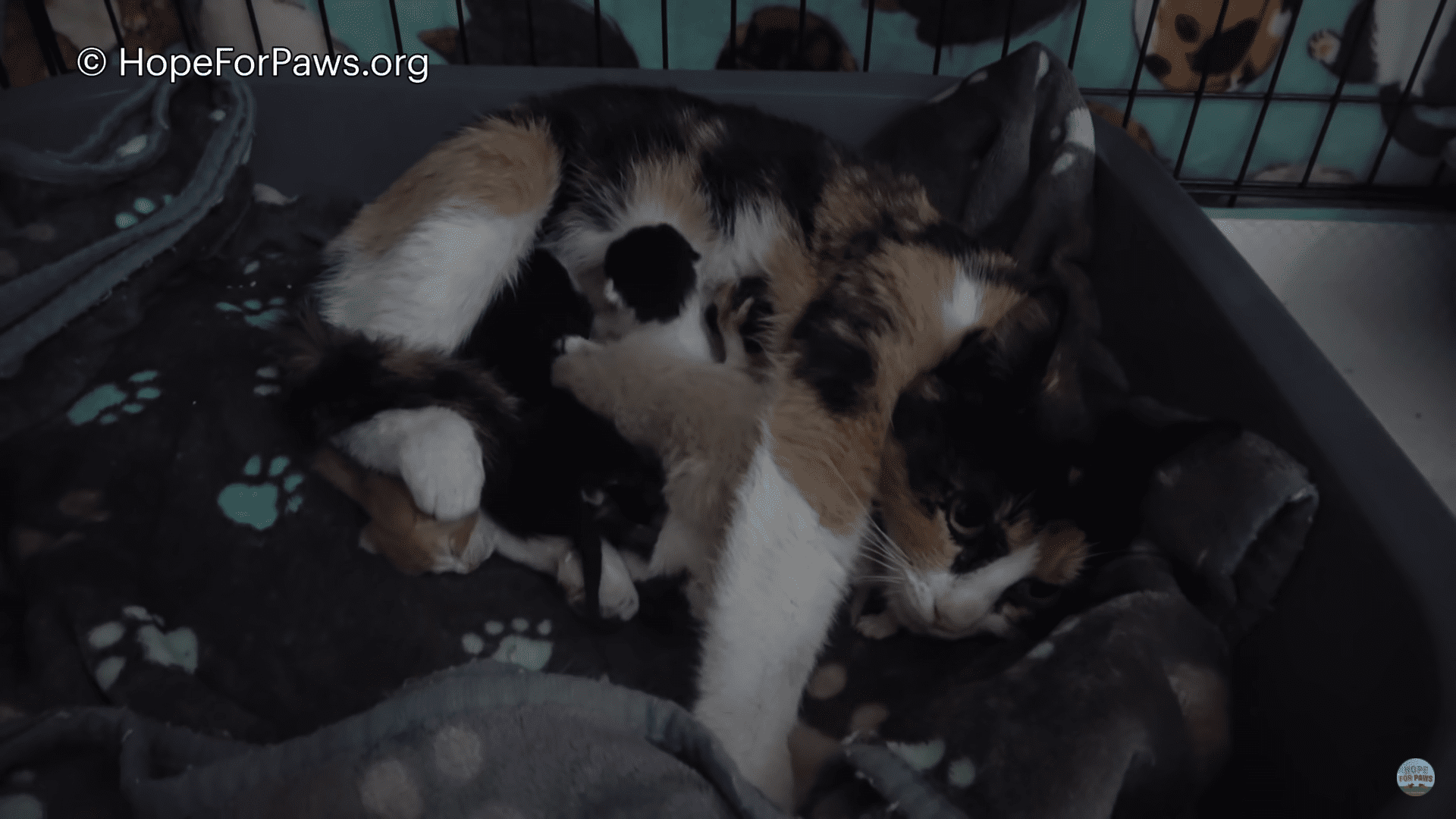 Rescuers struggle to save kittens and their mom from storm drain