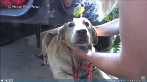Yellow Lab dumped after being used for breeding finds happiness Yellow Lab dumped after being used for breeding finds happiness