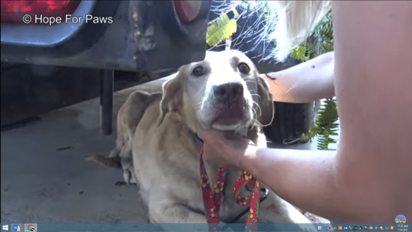 Yellow lab dumped after being used for breeding finds happiness - photo licensed by shore news network.
