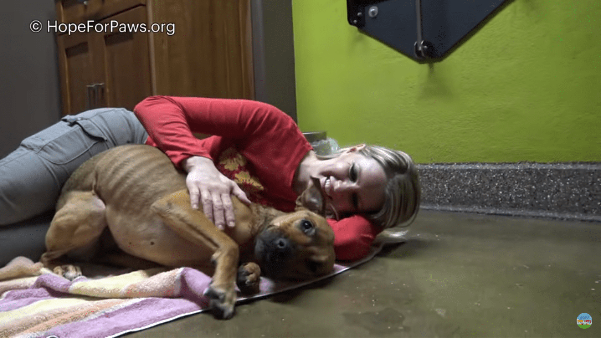 Starving dog rescued on side of highway gets miracle second chance