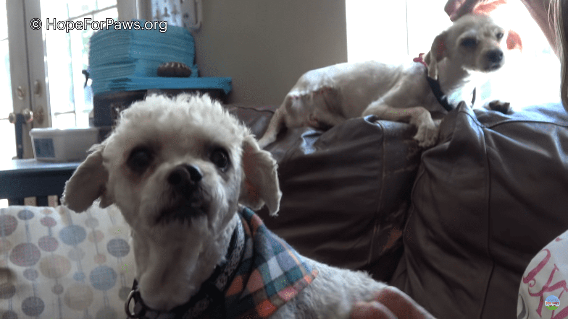 Two abandoned small dogs rescued from the streets learn to love again
