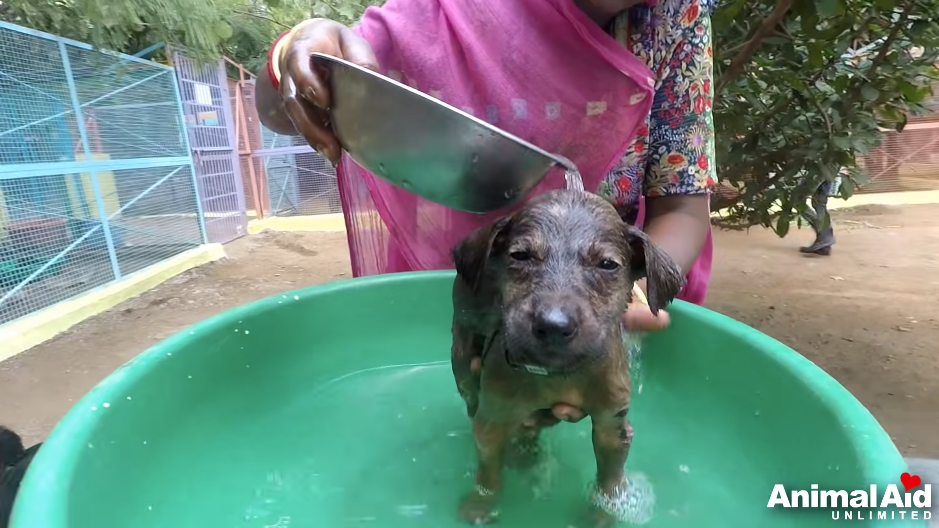 Someone dumped puppies in a garbage can full of tar but they were miraculously saved