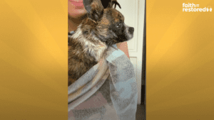 Sweetest chihuahua dumped in a ditch is so happy in her new home