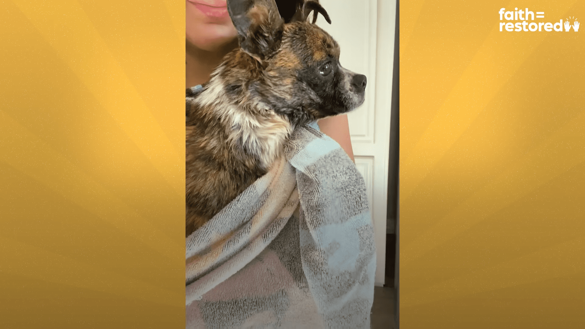 Sweetest Chihuahua Dumped in a ditch is so happy in her new home