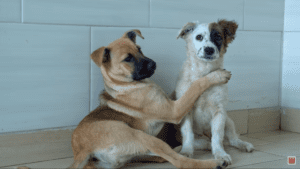 Puppies saved after being abandoned near a farm