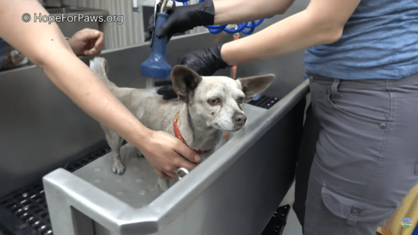 Chihuahua and all of her belongings were dumped by owner in industrial park - photo licensed by shore news network.