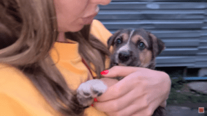 Tiny puppy chained up in a parking lot rescued