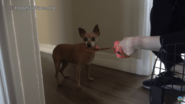 Abandoned chihuahua just wants to be loved again