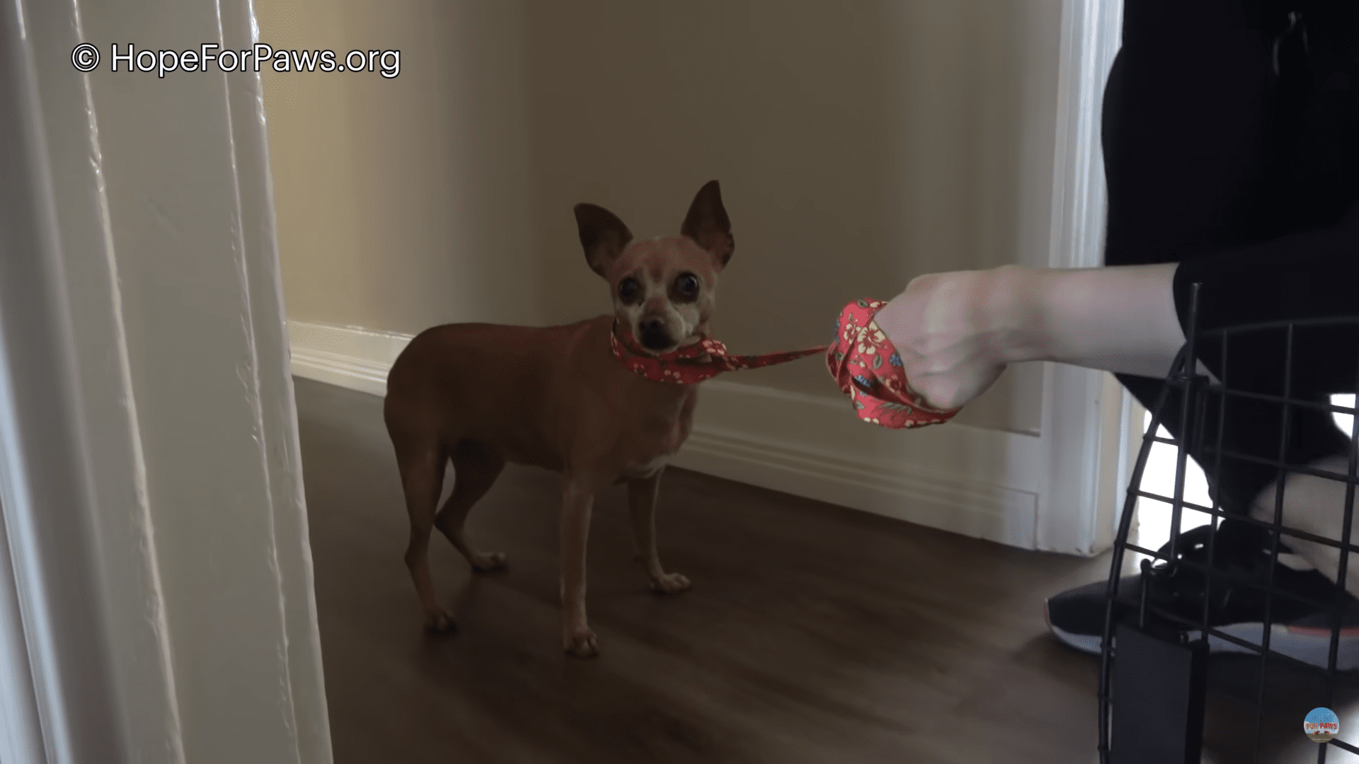 Abandoned Chihuahua just wants to be loved again