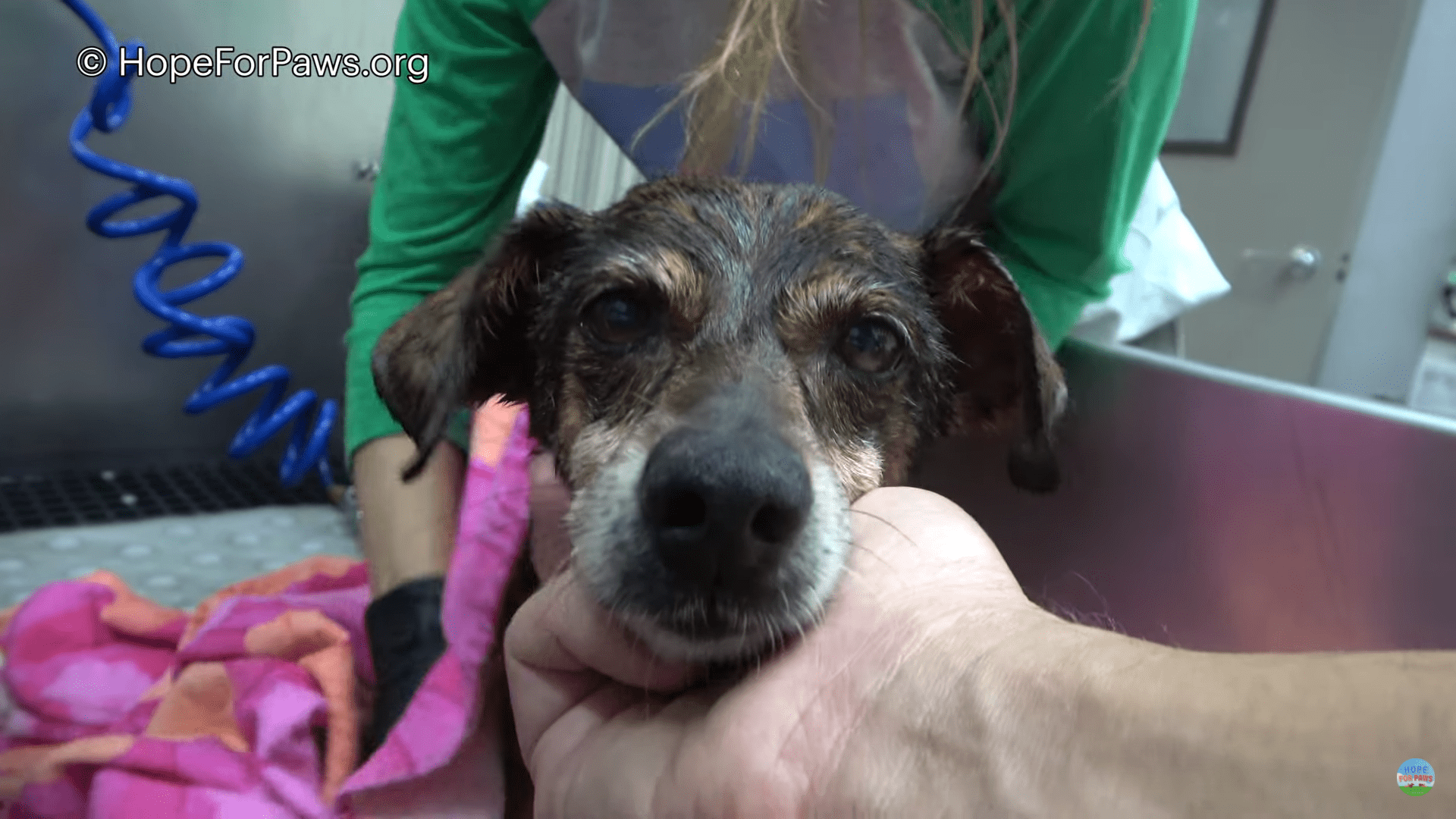 15-year-old dog dropped off at cemetery and left to die has dramatic rescue