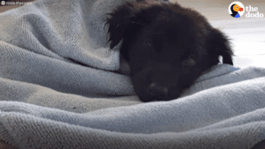 Tiny puppy dumped in a drainage ditch learns to walk and run
